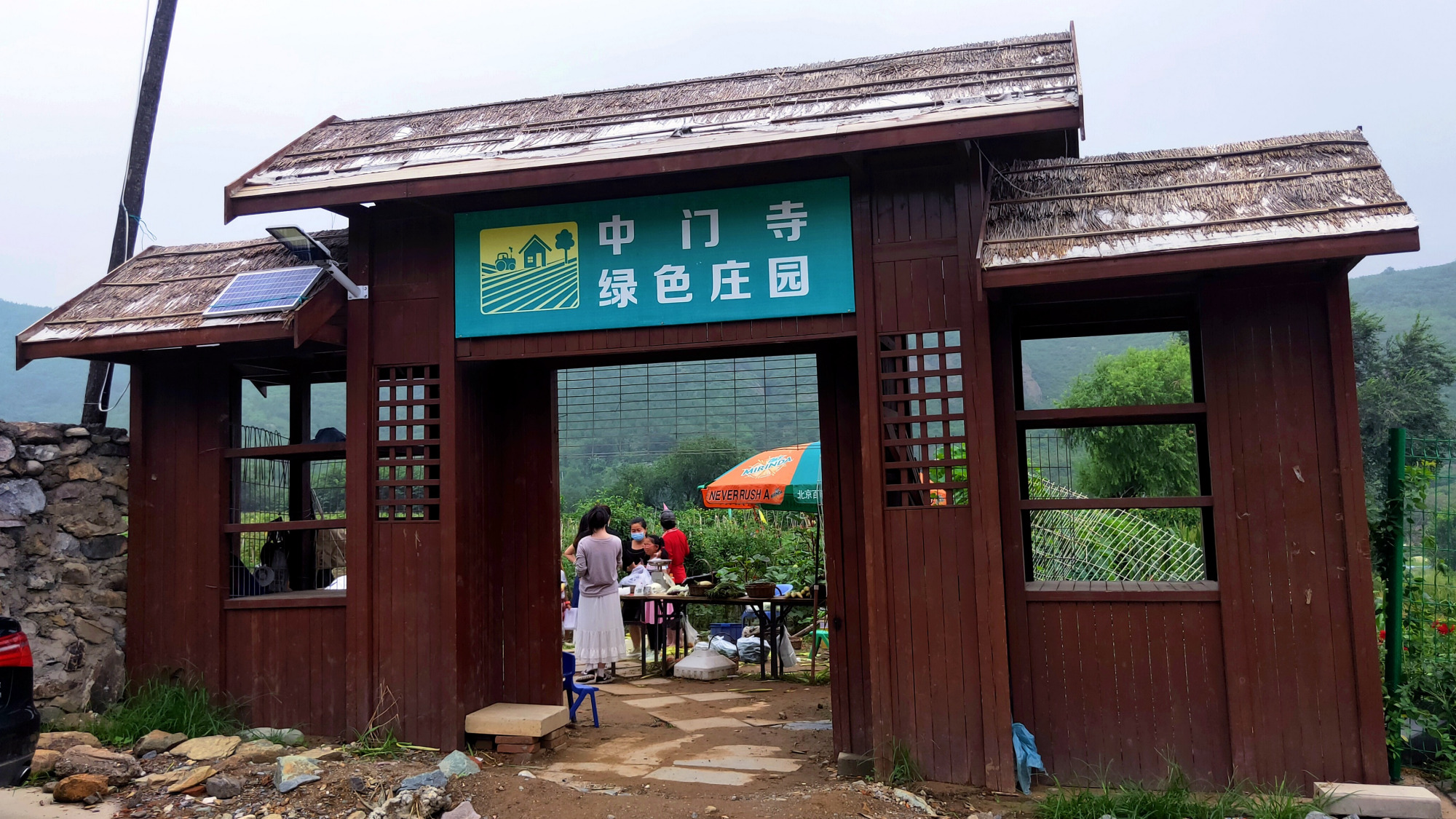 生态蔬菜采收