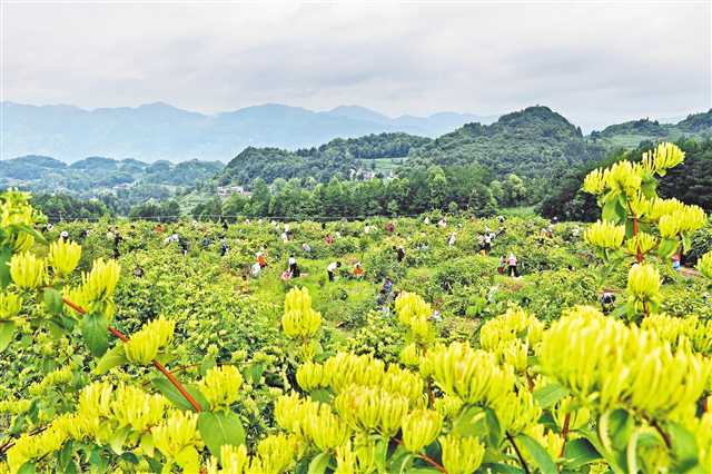 金银花田康养农业场景